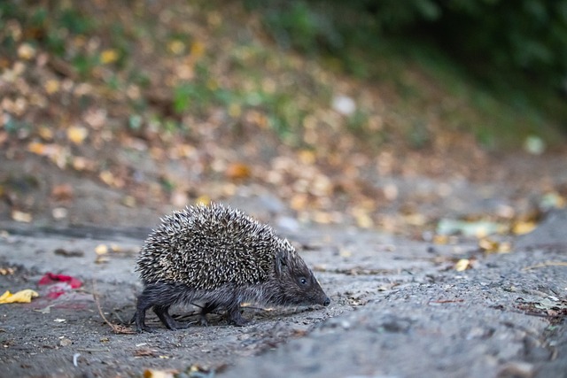 瞄准穆阿尼 瞄准穆阿尼